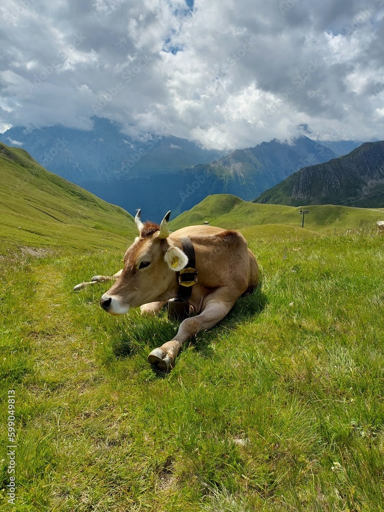 Beautiful cow on the green Alps grass.