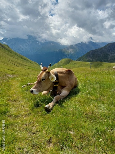 Obraz na płótnie Beautiful cow on the green Alps grass. w salonie