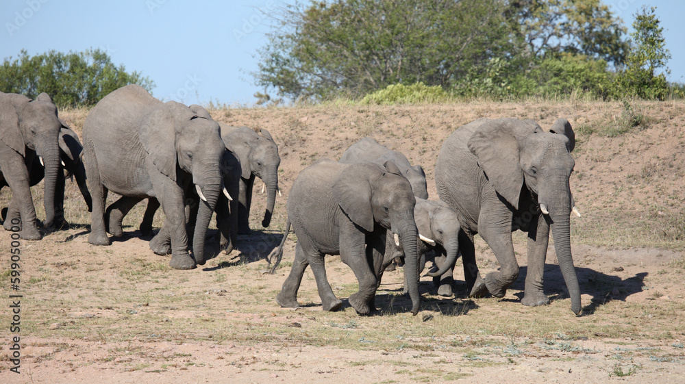 Fototapeta premium Afrikanischer Elefant / African elephant / Loxodonta africana