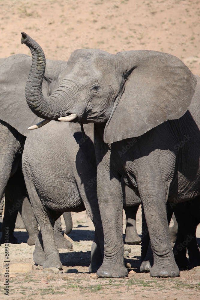 Obraz premium Afrikanischer Elefant / African elephant / Loxodonta africana