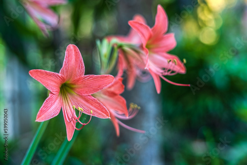Beautiful tender pink lily flowers on blur nature background