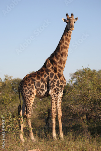 Giraffe / Giraffe / Giraffa Camelopardalis © Ludwig