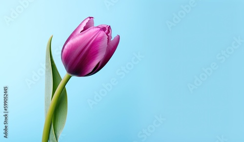 Vibrant Pink Tulip on Blue with Space For Text. Generative AI.