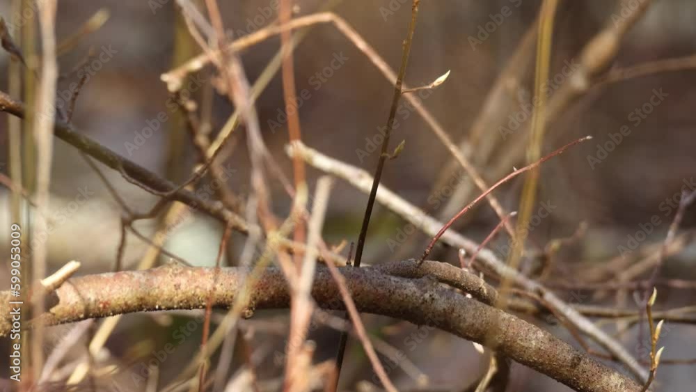 A tiny bird Eurasian wren perched and leaving suddenly on a spring evening in Estonian boreal forest, Northern Europe A tiny bird Eurasian wren perched and leaving suddenly on a spring evening in Estonian boreal forest, Northern Europe