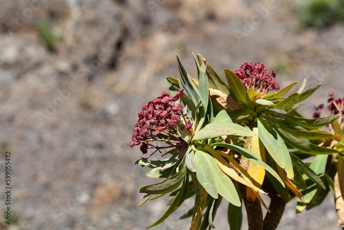 Flowers of a tabaiba majorera plant, Euphorbia atropurpurea photo