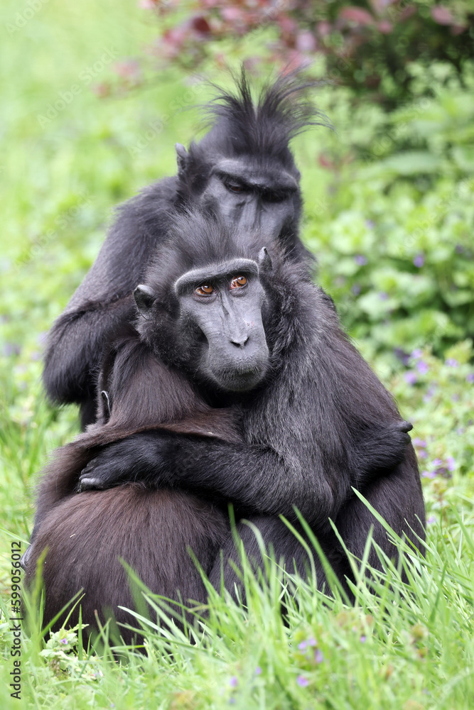 The Celebes crested macaques (Macaca nigra), also known as the crested black macaques, Sulawesi crested macaque, or the black ape The Celebes crested macaques (Macaca nigra), also known as the crested black macaques, Sulawesi crested macaque, or the black ape