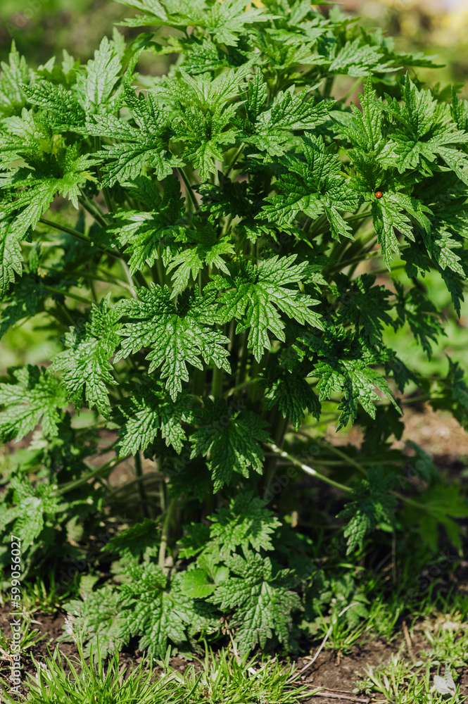 Perennial motherwort, a plant with green leaves grows in the garden. Close-up photography of nature, agriculture. Perennial motherwort, a plant with green leaves grows in the garden. Close-up photography of nature, agriculture.