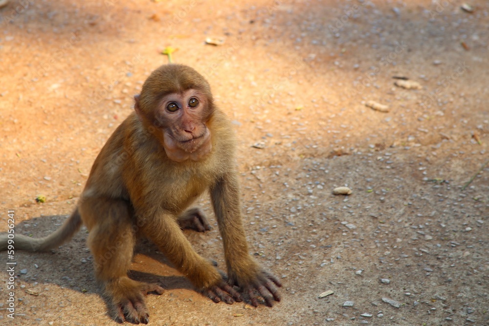 Fototapeta premium macaque sitting on the ground