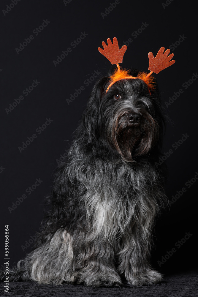 Schapendoes (Dutch Sheepdog) with orange hands on his head
