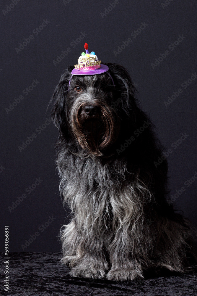 Schapendoes (Dutch Sheepdog) Happy Birthday hat on the head