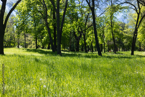 Grass in the park. Spring landscape.