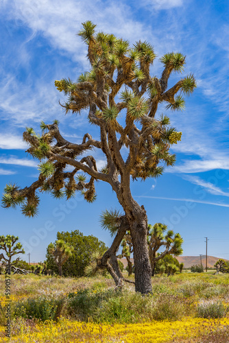 California-Fairmont-Joshua trees
