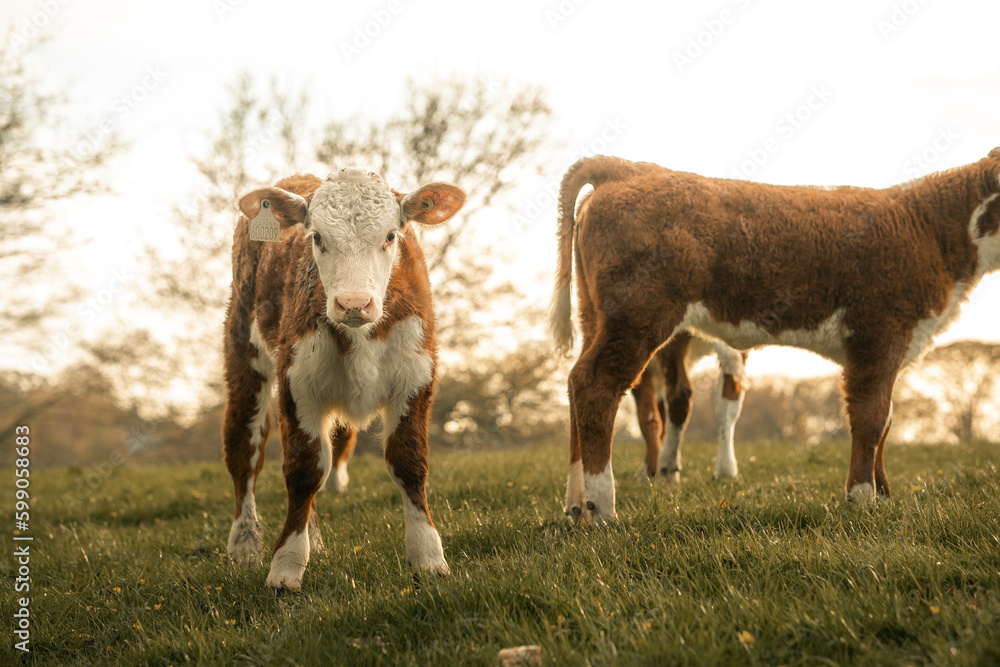 Young calf baby cow, farm animals, domesticated farming cattle, sunset, sunrise calves in a meadow rural setting Young calf baby cow, farm animals, domesticated farming cattle, sunset, sunrise calves in a meadow rural setting
