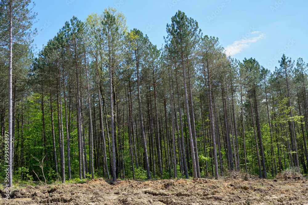 trees in the forest trees in the forest