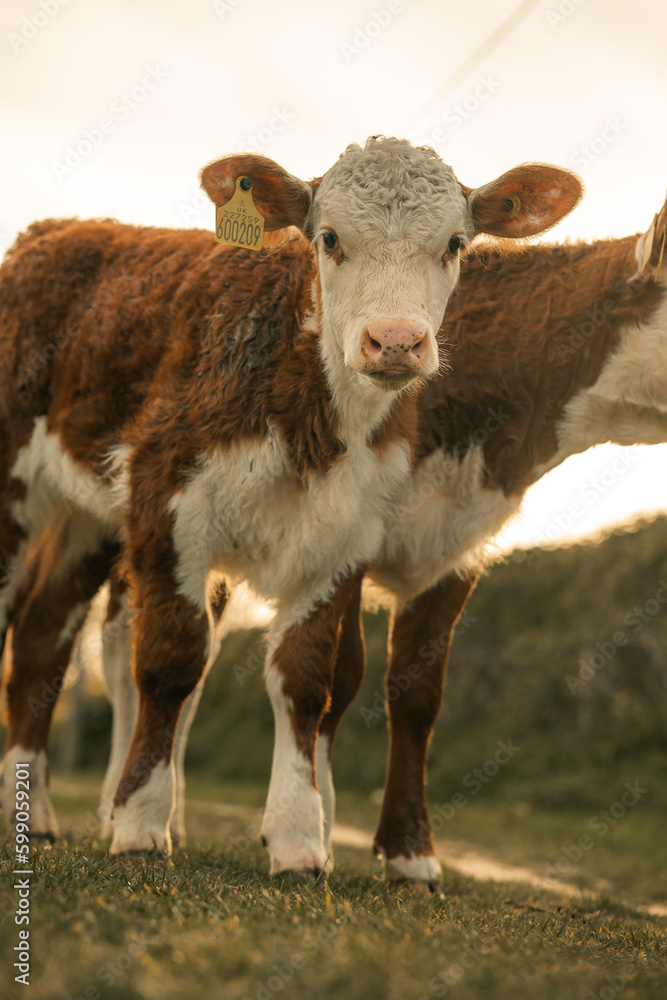Obraz premium Young calf baby cow, farm animals, domesticated farming cattle, sunset, sunrise calves in a meadow rural setting