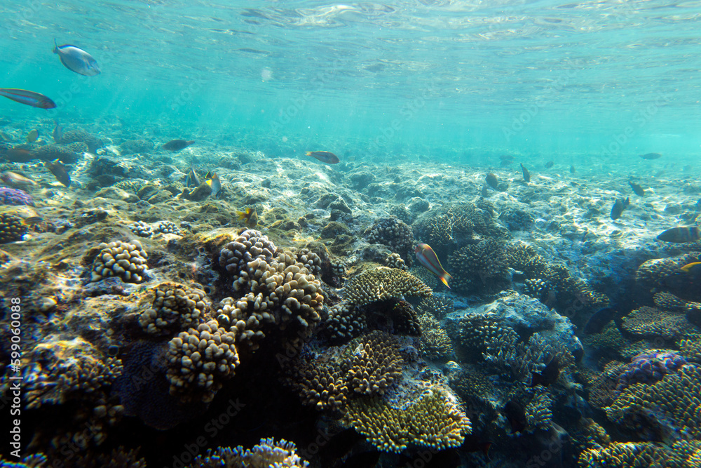View of Sharm El Sheik coral reef View of Sharm El Sheik coral reef