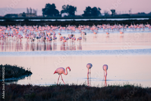 flamingos in the lake in the Delta del Ebro, in Catalonia, Spain