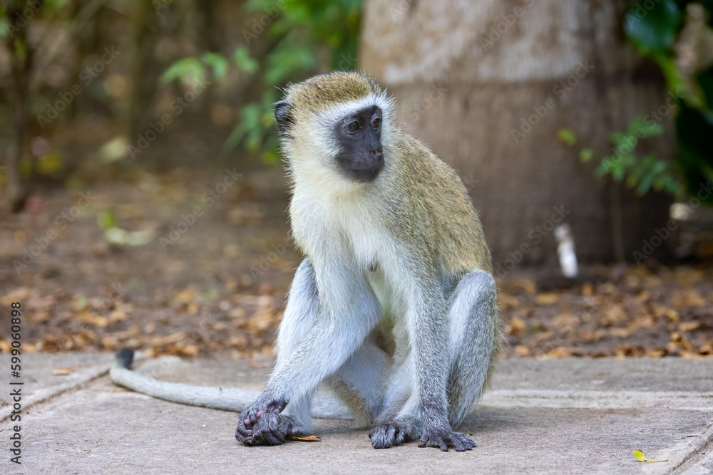 Vervet Monkey Relaxing in Hotel Garden in Kenya