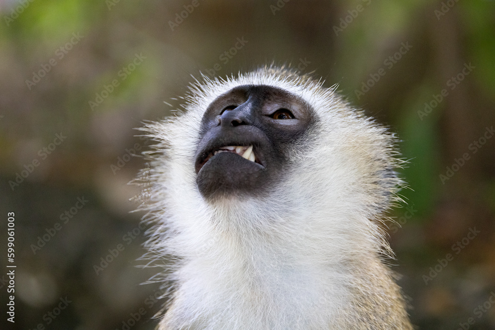 Obraz premium Vervet Monkey Baring Teeth