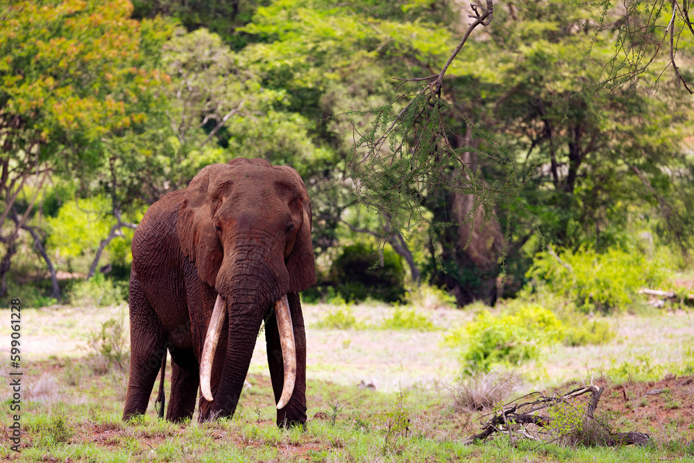 Majestic African Elephant on the Kenyan Savanna