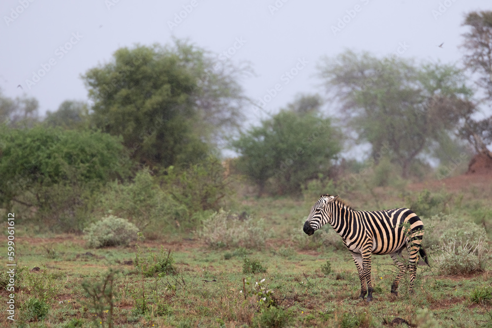 Naklejka premium Striped Beauty: Zebra Standing Proud on the Kenyan Tsavo East Savannah