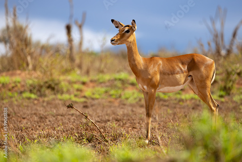 Majestic Impala Grazing on the Kenyan Tsavo East Savannah