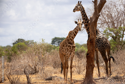 Graceful Giant  Giraffe Standing Tall on the Kenyan Tsavo East Savannah