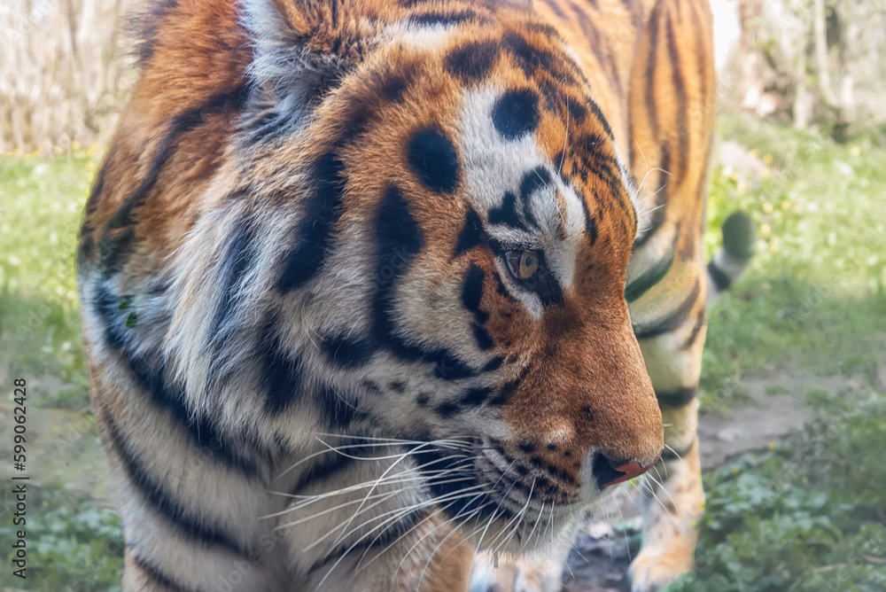 Fototapeta premium Siberian Tiger, Panthera tigris altaica. Portrait