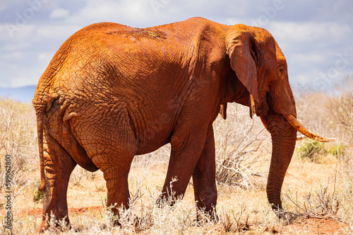 Gentle Giant  African Elephant Roaming the Kenyan Tsavo East Savannah