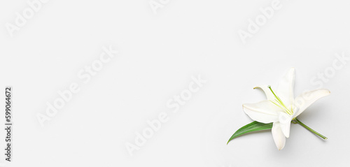 Delicate lily flower on white background with space for text