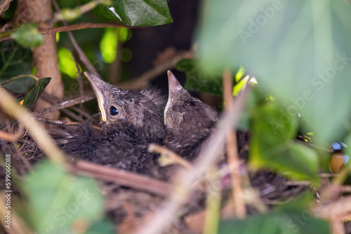 A young blackbird in a nest among ivy leaves. © lapis2380