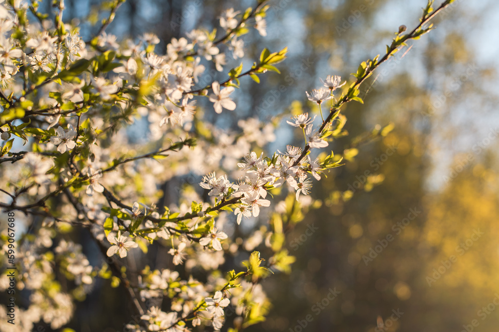 Cherry blossom on sunny spring day