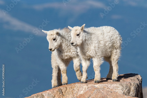 two young mountain goat kids on a rock ledge 