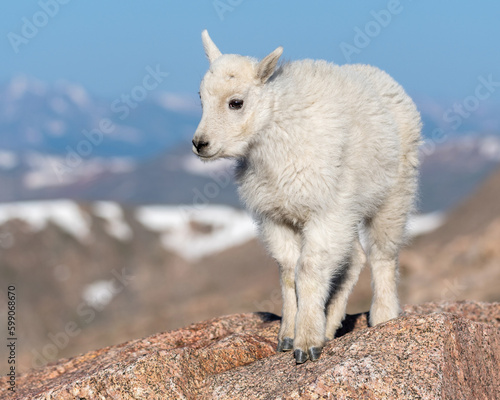 mountain goat kid posing on a rock with mountain backdrop