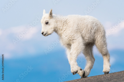 mountain goat kid on the edge