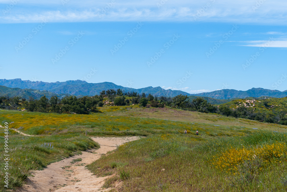 Springtime views while hiking in Malibu, California. Lush greenery and vibrant wildflowers and views of the Pacific Coast.