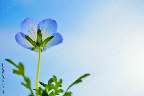 Fototapeta Naklejka Na Ścianę i Meble -  空を背景に花びらが透ける淡い青色のネモフィラの花