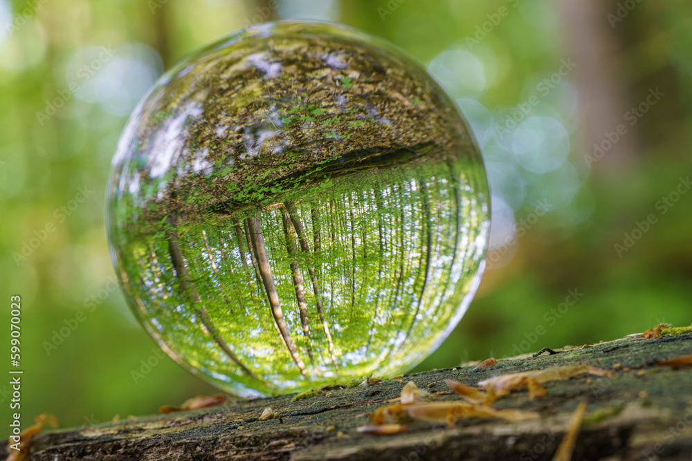 Environment Concept - Crystal Earth On moss In Forest With Ferns And Sunlight - Environment, save clean planet, ecology concept. Environment Concept - Crystal Earth On moss In Forest With Ferns And Sunlight - Environment, save clean planet, ecology concept.