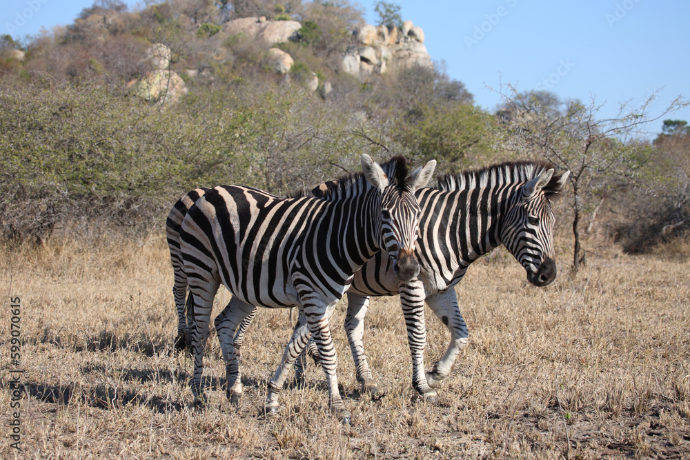 Obraz premium Steppenzebra / Burchell's zebra / Equus quagga burchellii