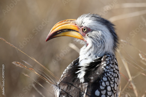 Gelbschnabeltoko / Southern yellow-billed hornbill / Tockus leucomelas © Ludwig
