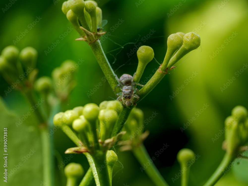 araña saltadora araña saltadora