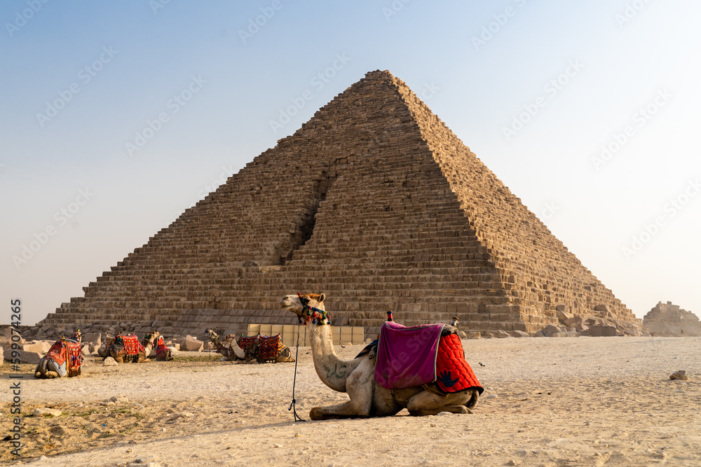 Wielbłąd na tle piramidy. 
Camel on the background of the pyramid. - obrazy, fototapety, plakaty 