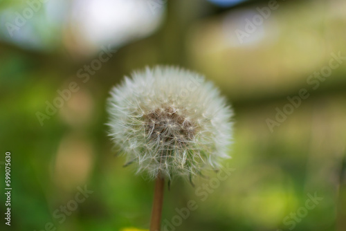 dandelion seed head