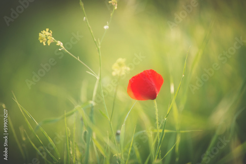 Wild poppy flower on the green field in rural Greece at sunset