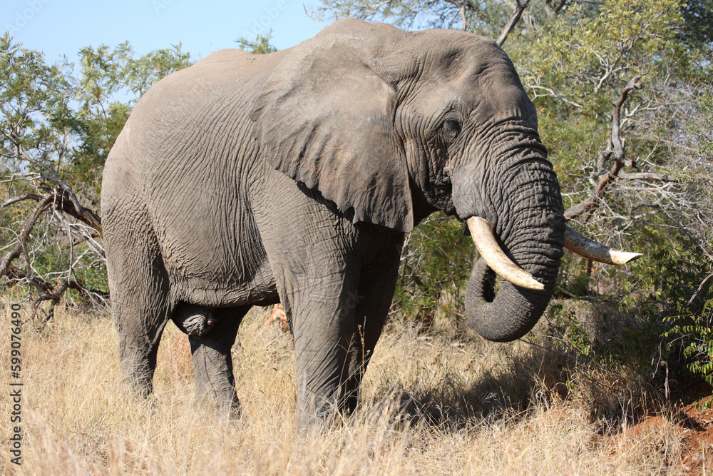 Fototapeta premium Afrikanischer Elefant / African elephant / Loxodonta africana