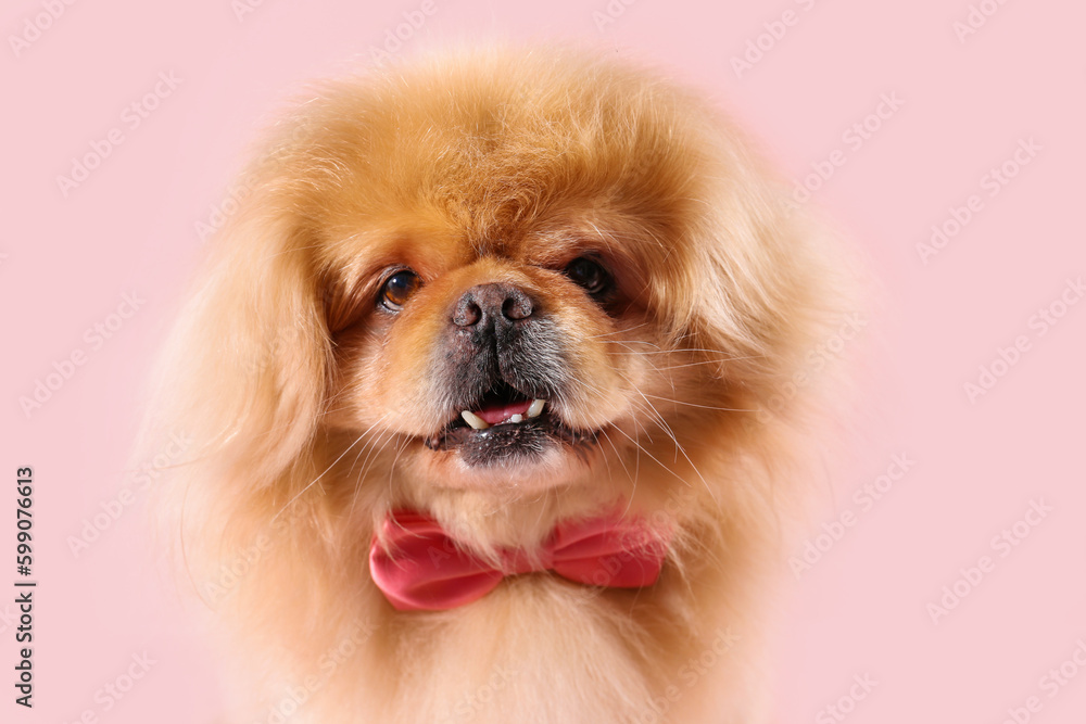 Cute dog with bow tie on pink background Cute dog with bow tie on pink background