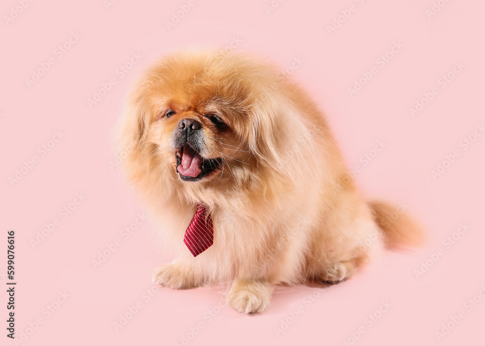 Cute dog with necktie on pink background Cute dog with necktie on pink background