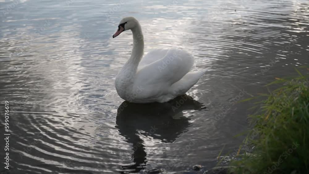Wild swan with white feathers and orange beak on wide lake water with yellow sunlight reflections. Concept nature, White Swan And Duck Floating In Pond, white swan swims on a lake among the grass Wild swan with white feathers and orange beak on wide lake water with yellow sunlight reflections. Concept nature, White Swan And Duck Floating In Pond, white swan swims on a lake among the grass