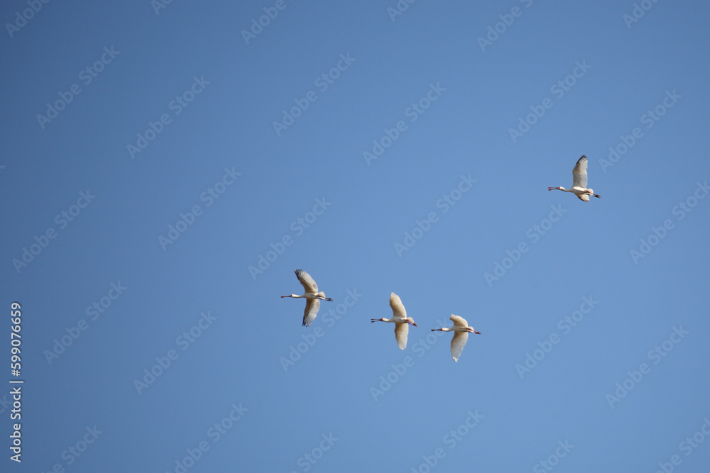Afrikanischer Löffler oder Rotgesichtlöffler / African spoonbill / Platalea alba. Afrikanischer Löffler oder Rotgesichtlöffler / African spoonbill / Platalea alba.
