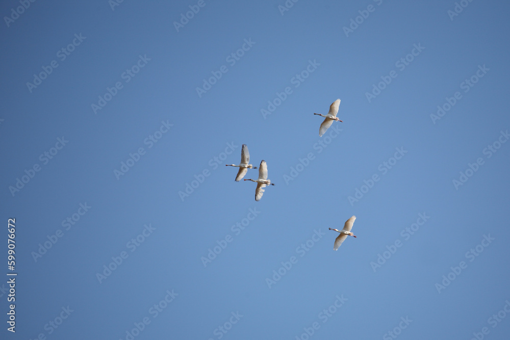 Fototapeta premium Afrikanischer Löffler oder Rotgesichtlöffler / African spoonbill / Platalea alba.